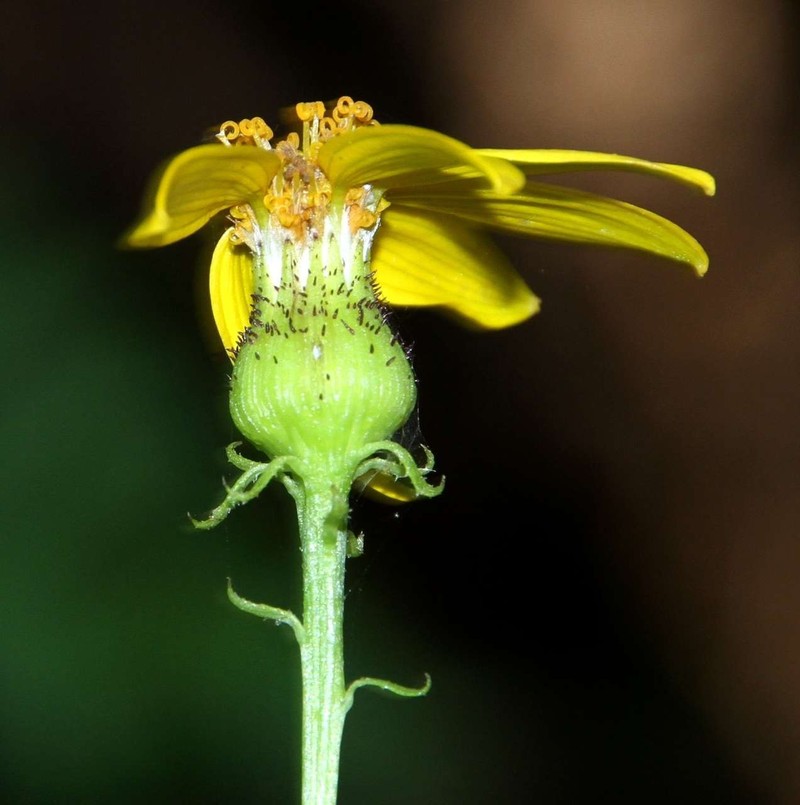 Senecio vagus var. vagus photo 2