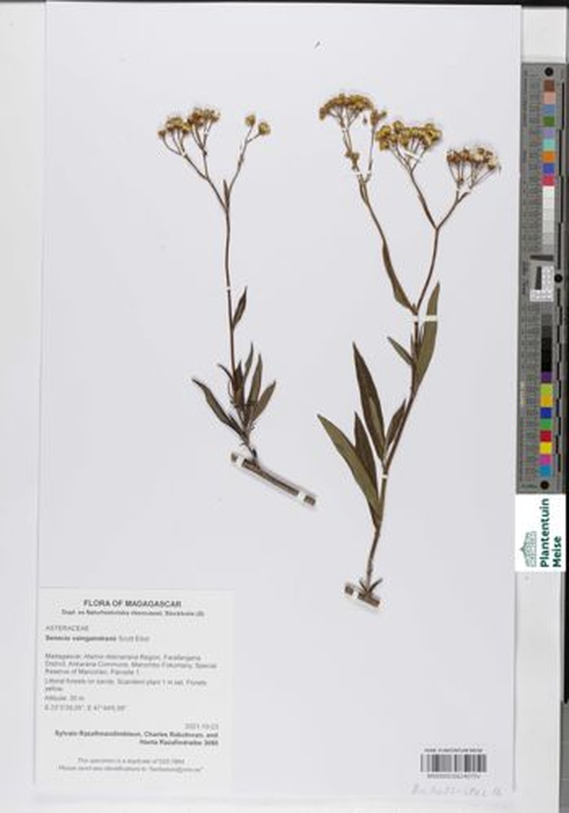 Senecio vaingaindrani