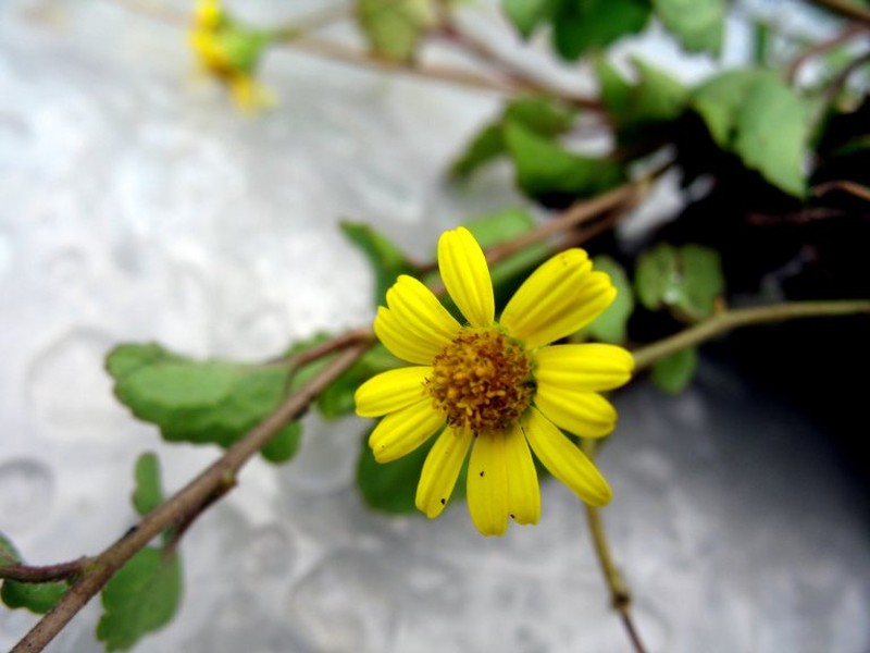 Senecio vaingaindrani photo 2