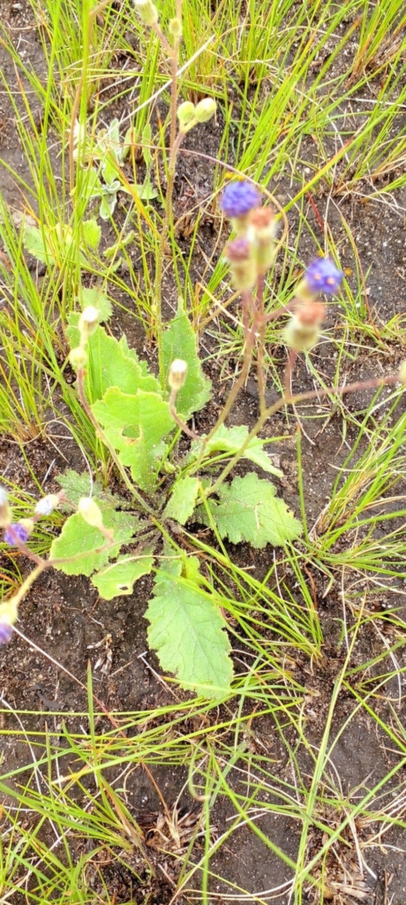 Senecio variabilis