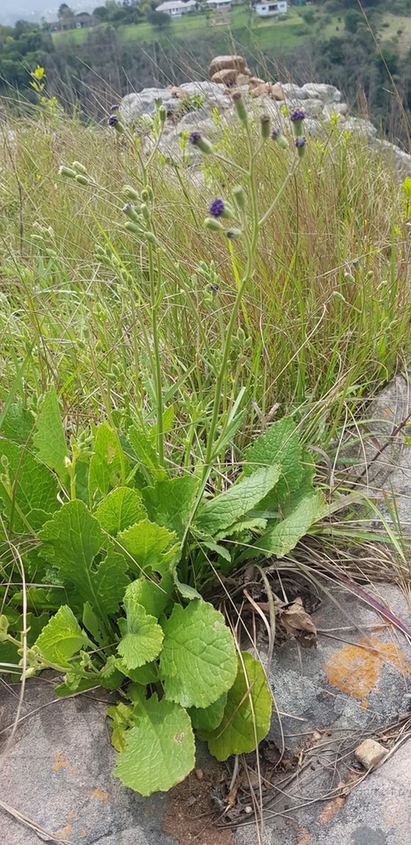 Senecio variabilis photo 6