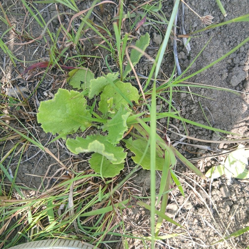 Senecio variabilis photo 8