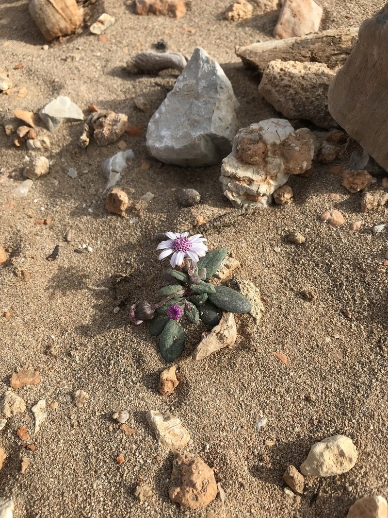 Senecio varicosus