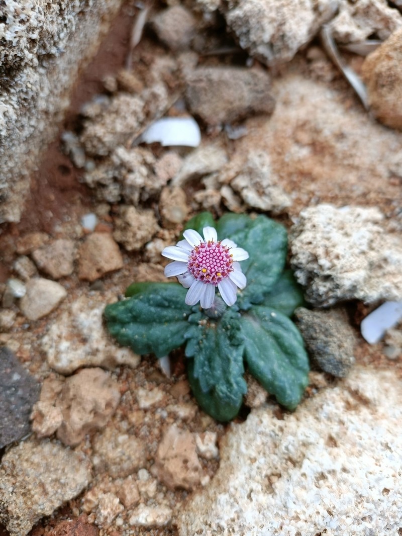 Senecio varicosus photo 2