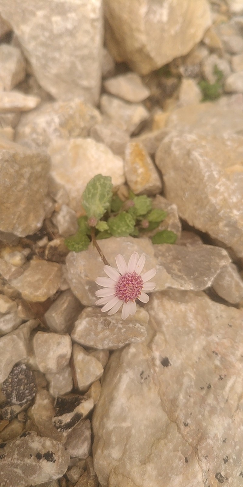 Senecio varicosus photo 3