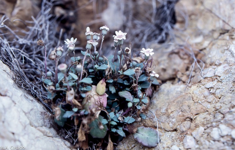 Senecio varicosus photo 5