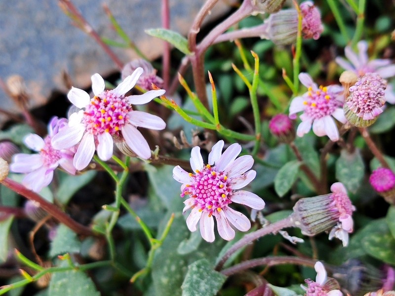 Senecio varicosus photo 6