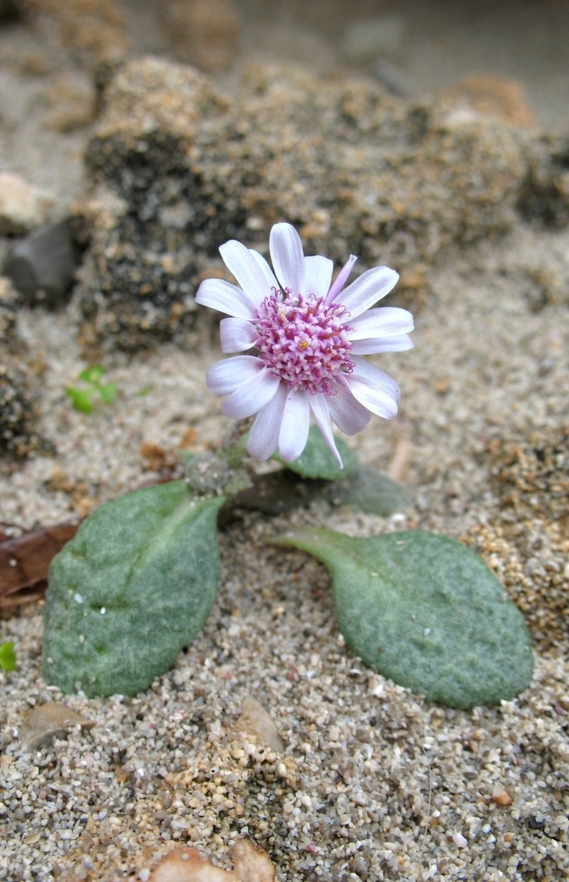 Senecio varicosus photo 7
