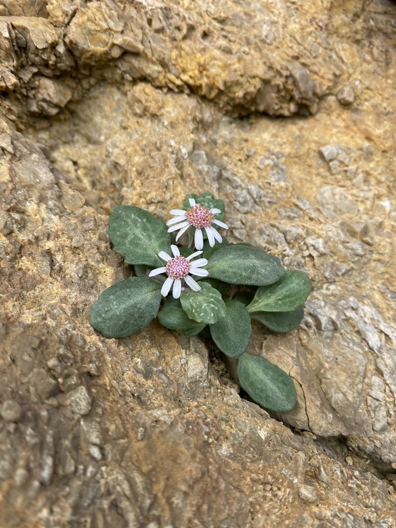 Senecio varicosus photo 8