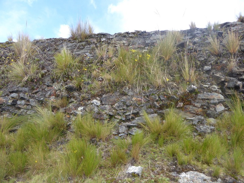 Senecio vasquezii