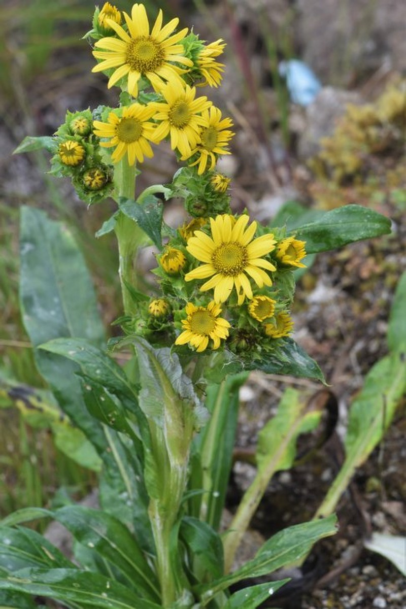 Senecio vasquezii photo 2