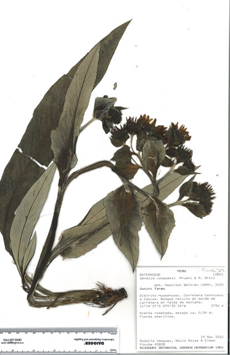 Senecio vasquezii photo 3