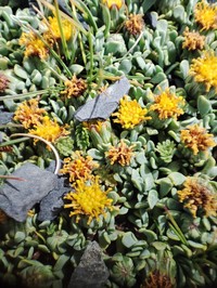 Senecio vegetus