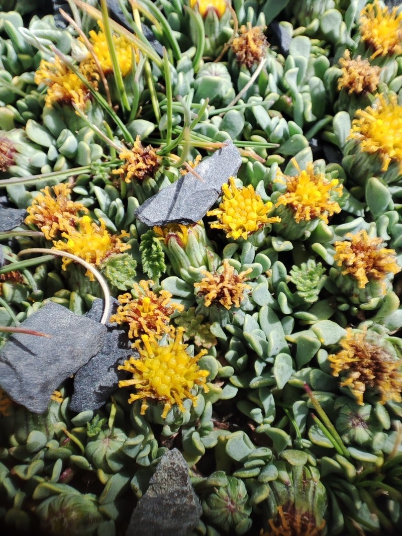 Senecio vegetus