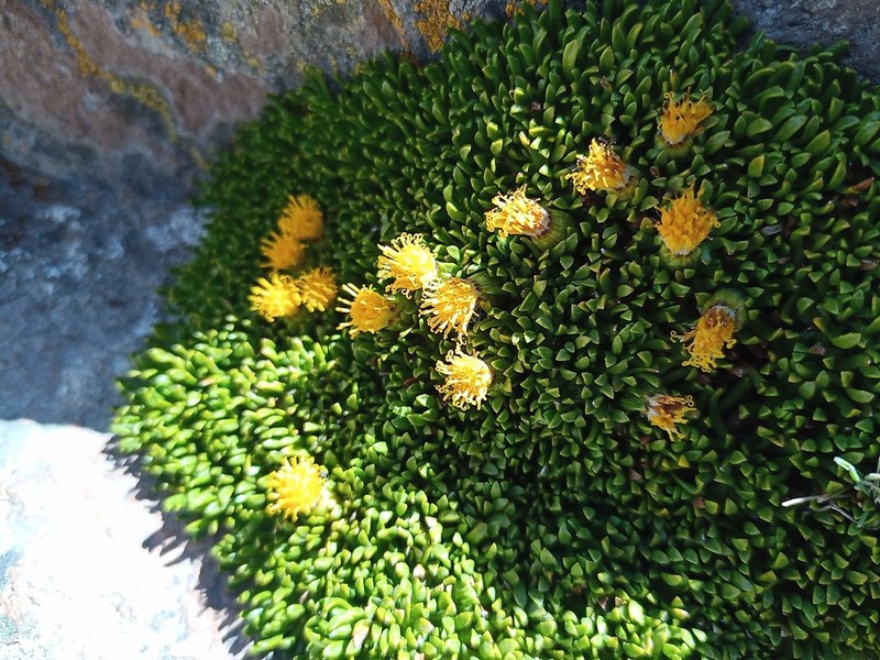 Senecio vegetus photo 2