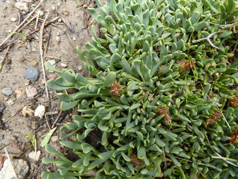 Senecio vegetus photo 3