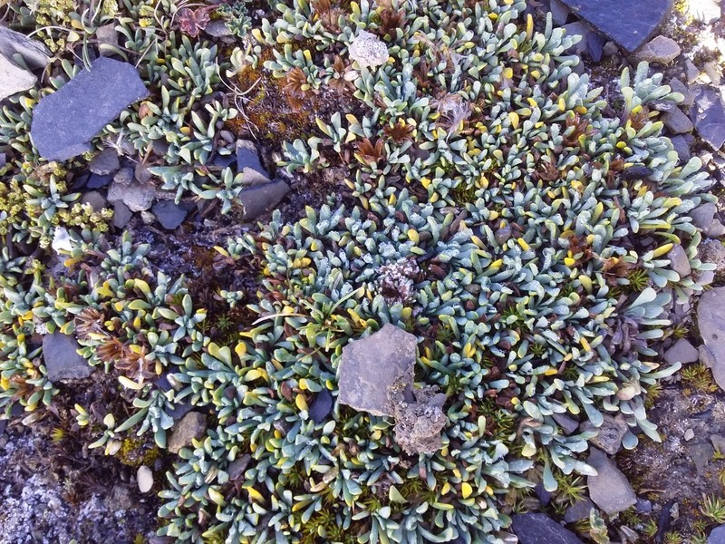 Senecio vegetus photo 4
