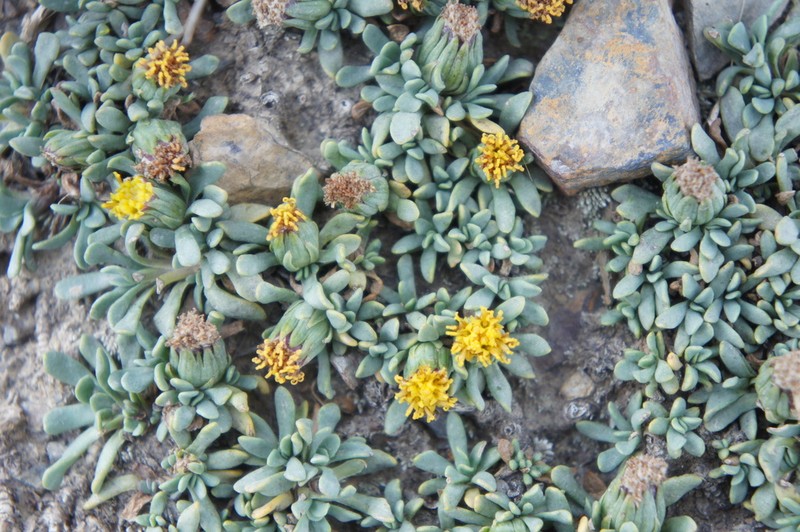 Senecio vegetus photo 5