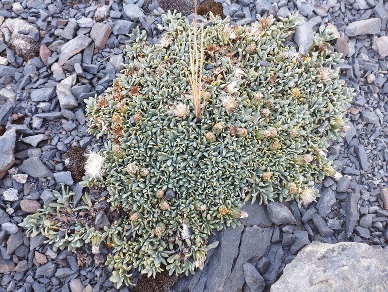 Senecio vegetus photo 6