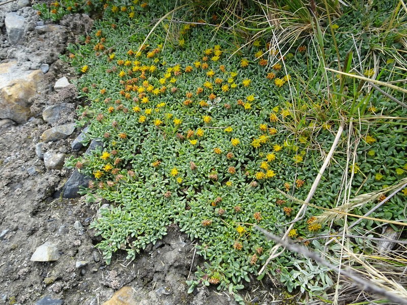 Senecio vegetus photo 7