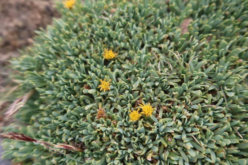 Senecio vegetus photo 8