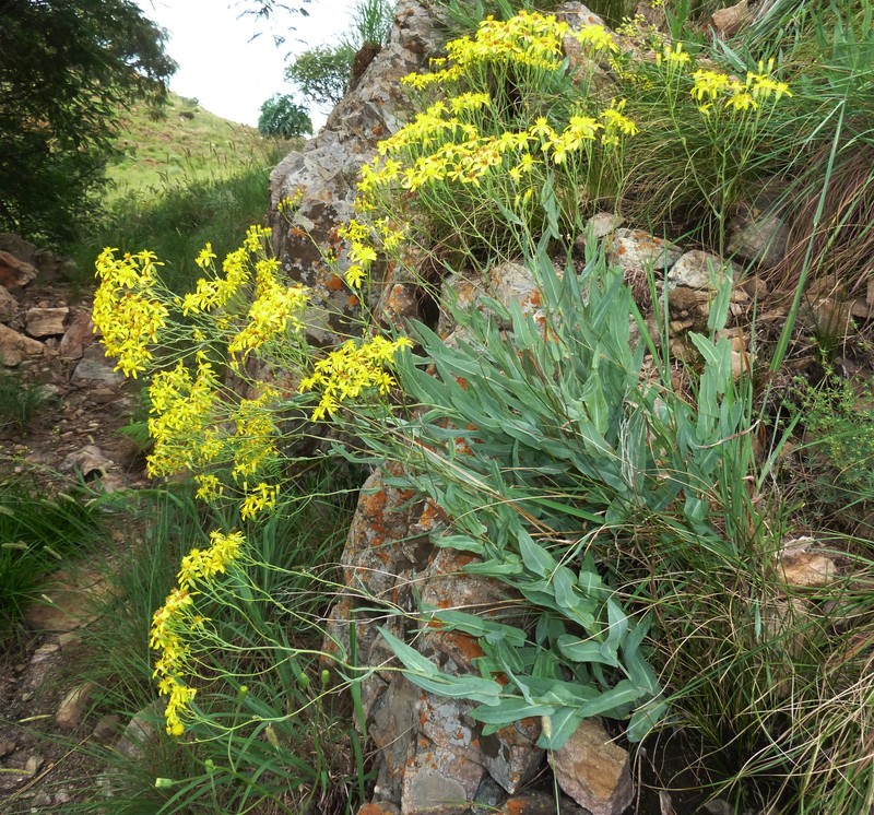 Senecio venosus
