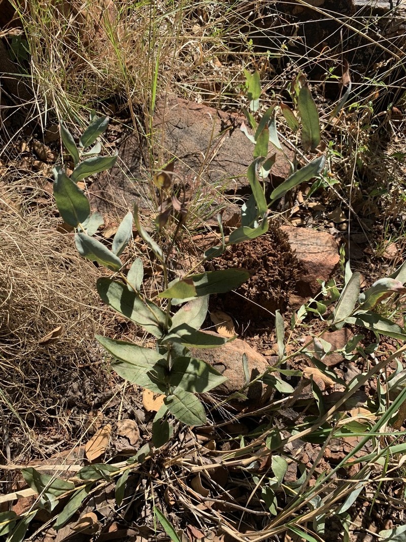 Senecio venosus photo 2