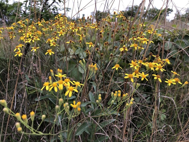 Senecio venosus photo 3