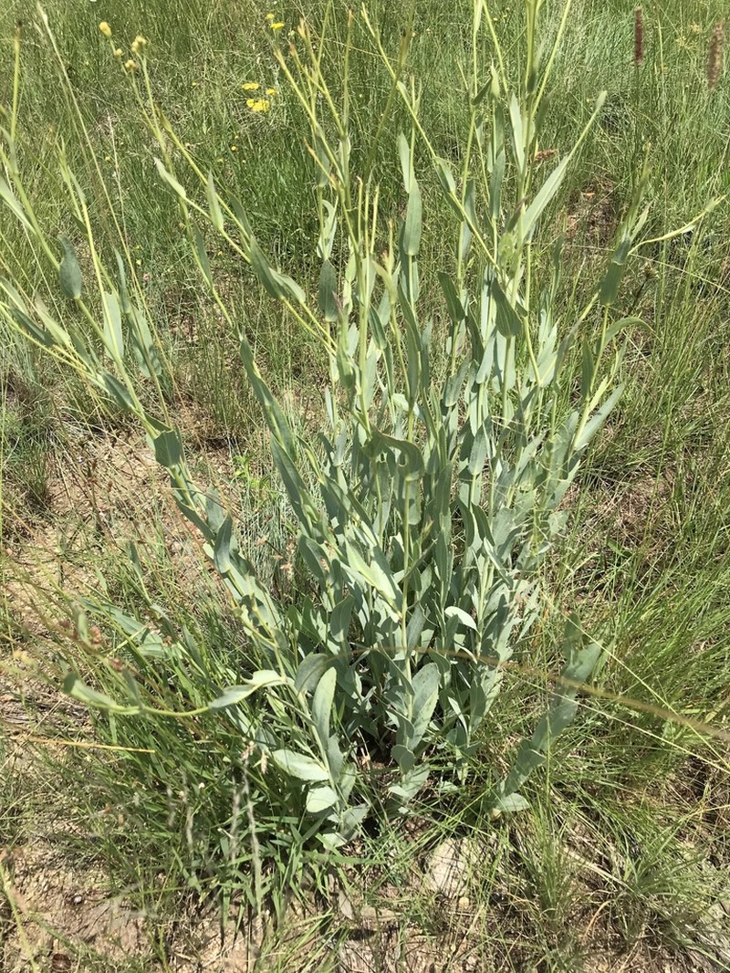 Senecio venosus photo 5