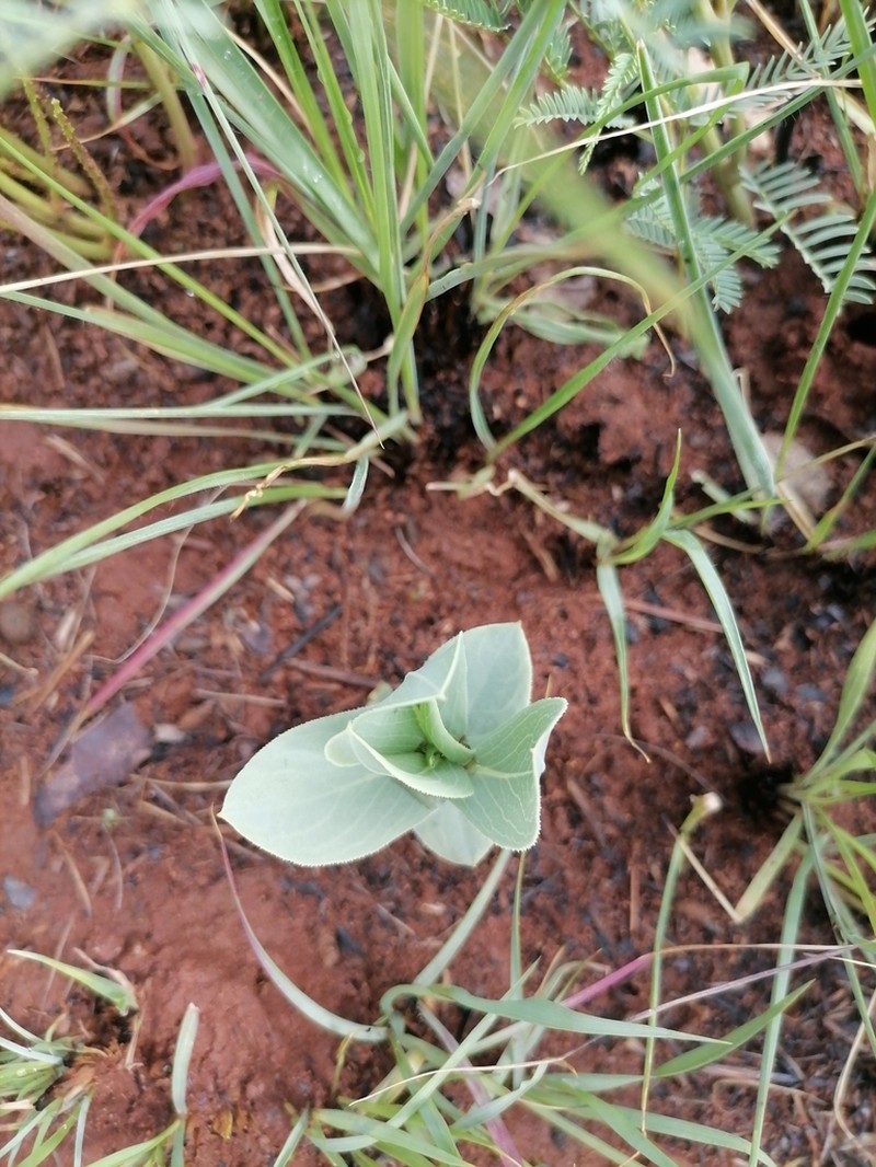 Senecio venosus photo 6