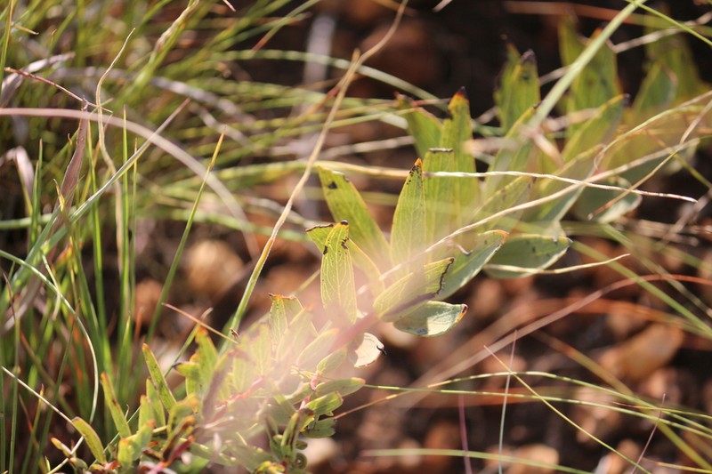 Senecio venosus photo 7