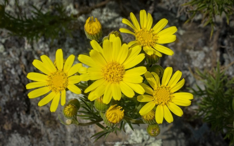 Senecio ventanensis
