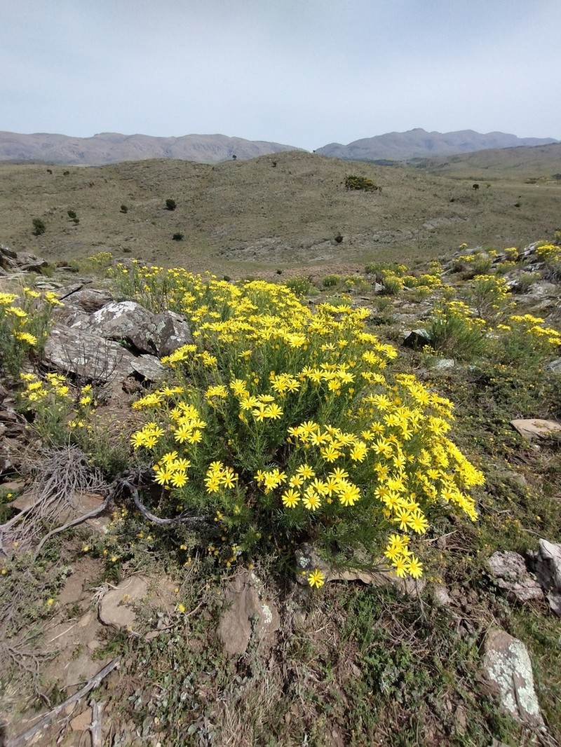 Senecio ventanensis photo 2