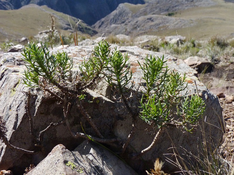 Senecio ventanensis photo 3