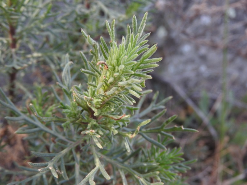 Senecio ventanensis photo 4