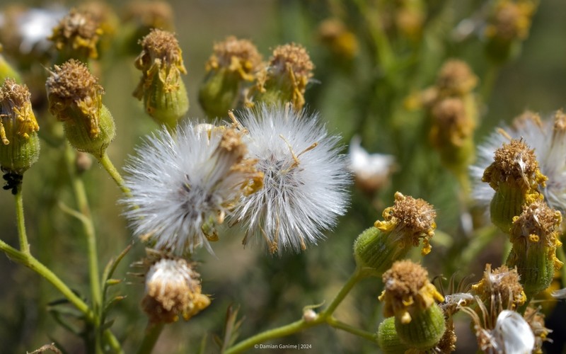 Senecio ventanensis photo 5