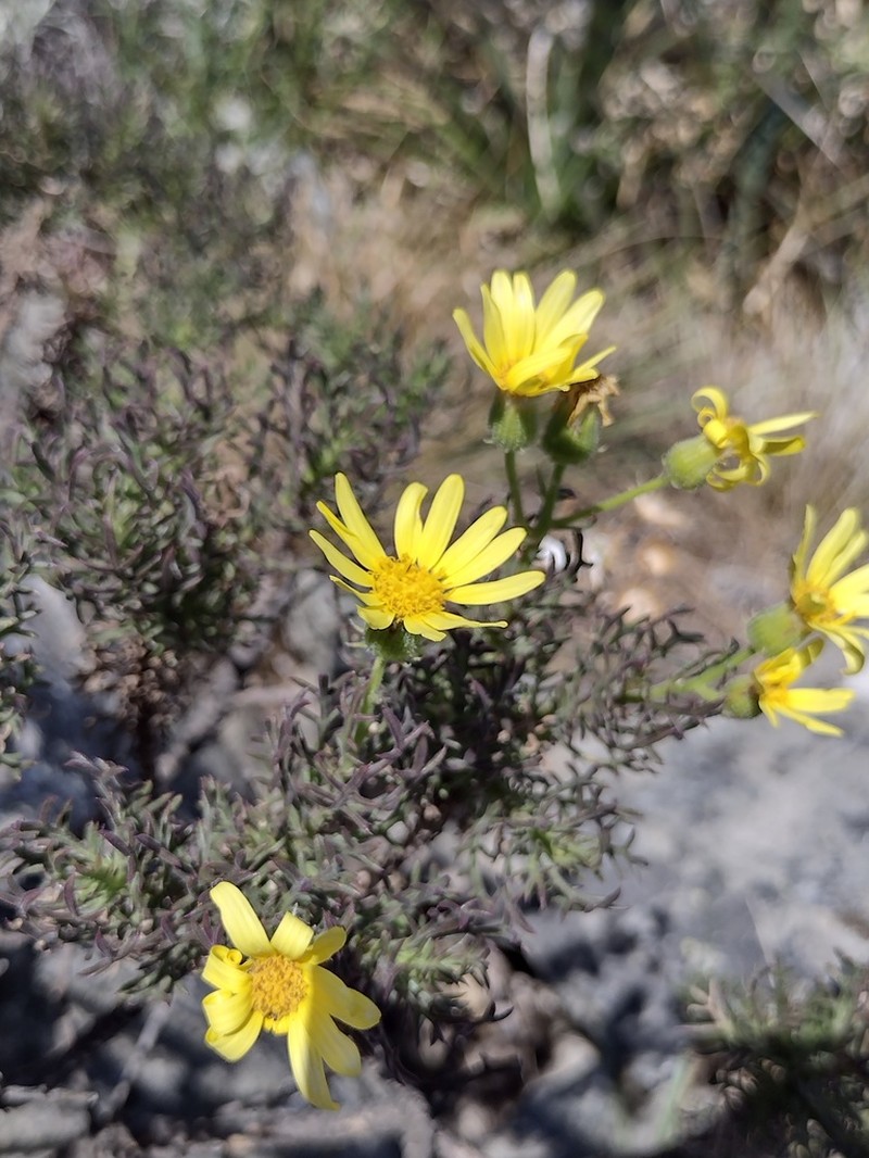 Senecio ventanensis photo 6