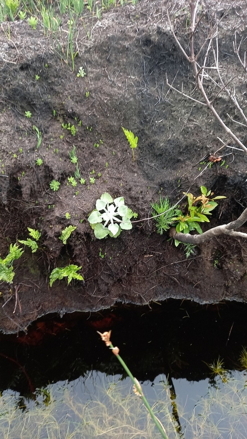 Senecio verbascifolius photo 2