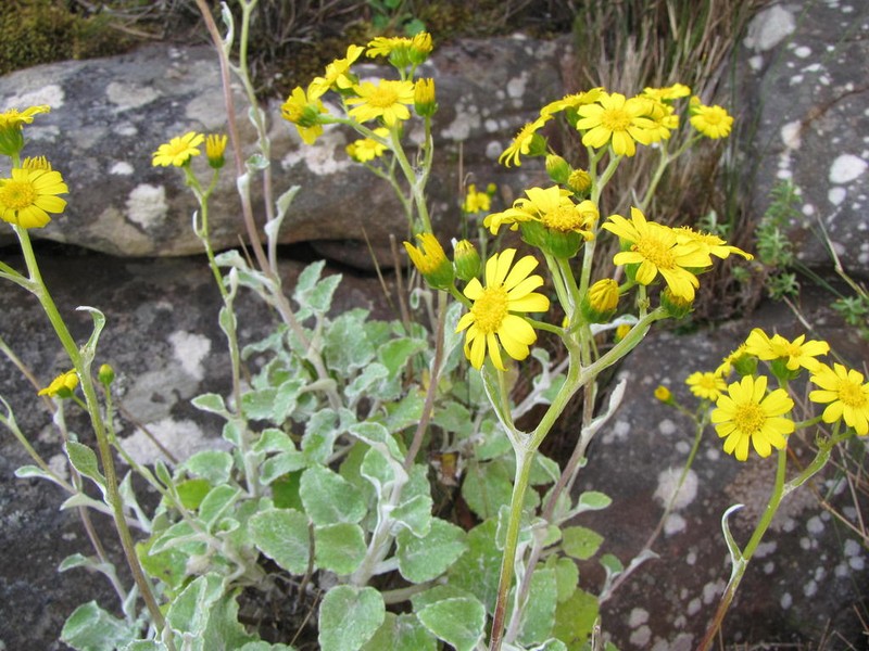 Senecio verbascifolius photo 3