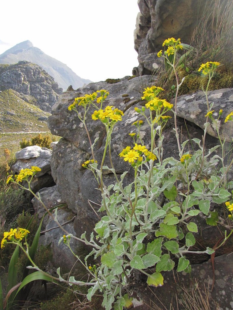 Senecio verbascifolius photo 4