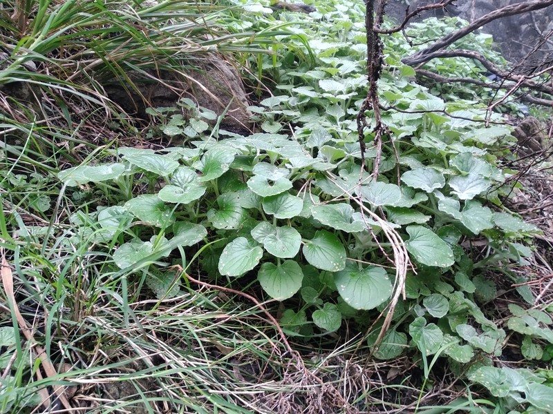 Senecio verbascifolius photo 5