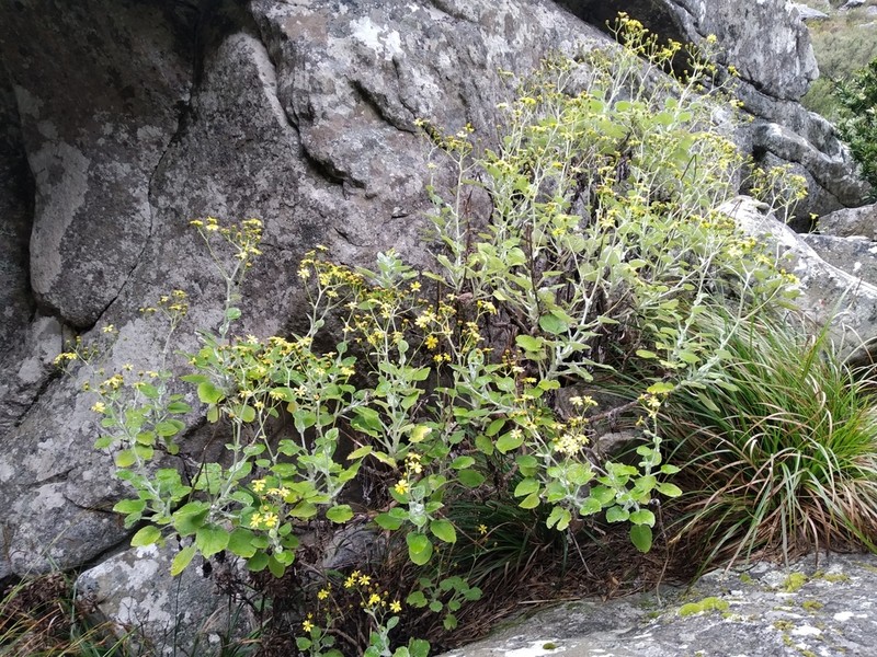 Senecio verbascifolius photo 6