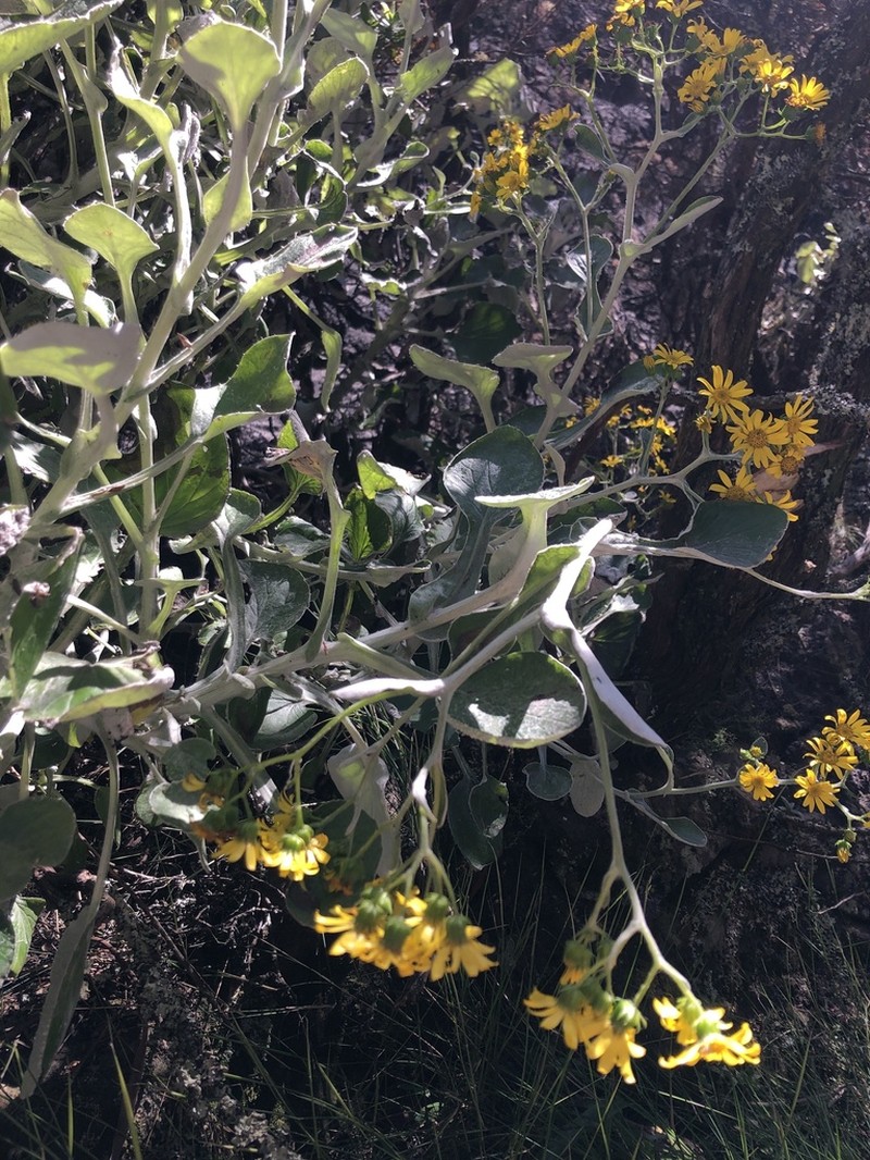 Senecio verbascifolius photo 7