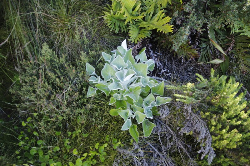 Senecio verbascifolius photo 8