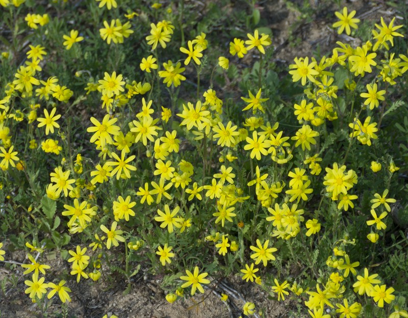 Senecio vernalis photo 2