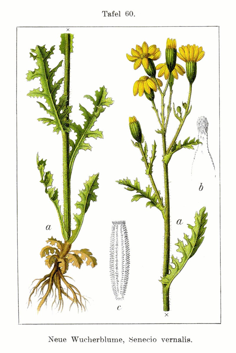 Senecio vernalis photo 3