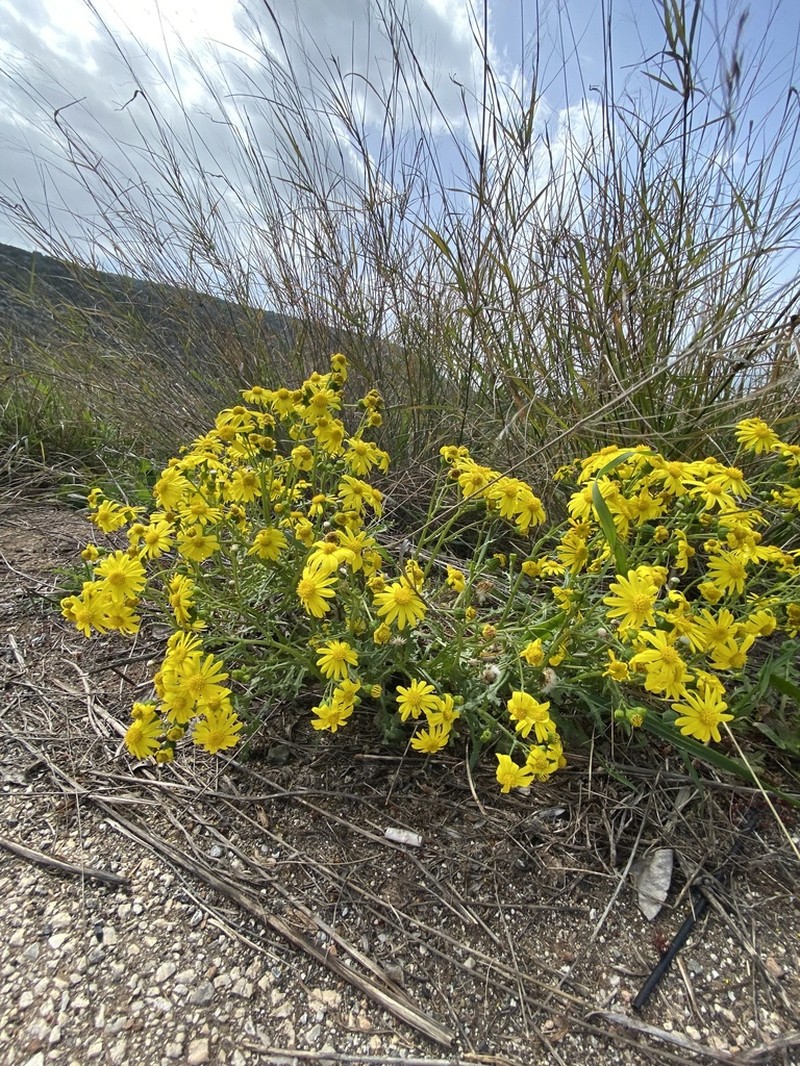 Senecio vernalis photo 4