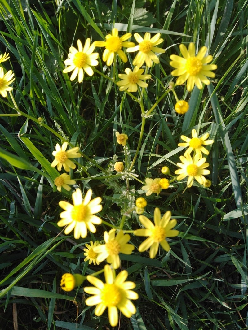 Senecio vernalis photo 7