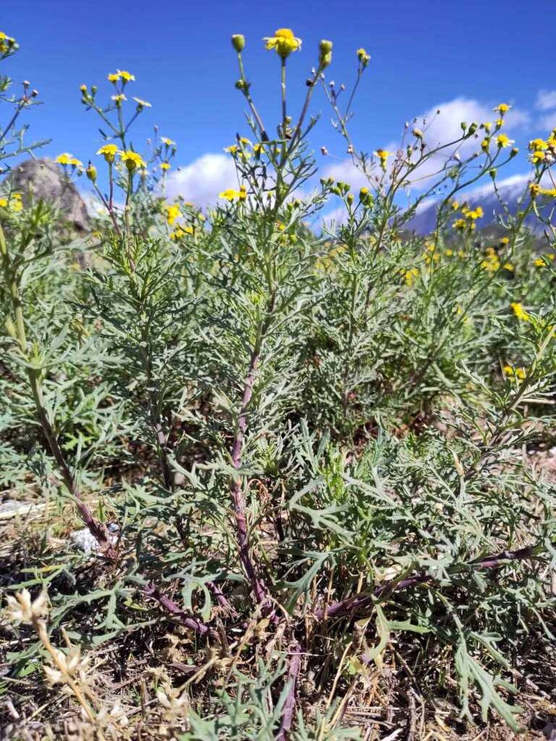 Senecio vernus