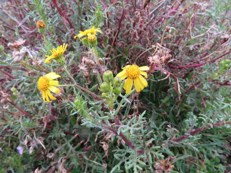 Senecio vernus photo 2